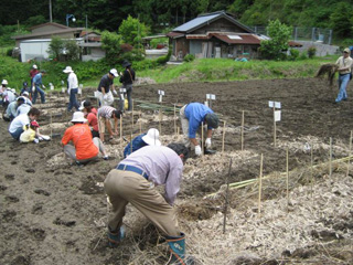 自然薯の種芋植え